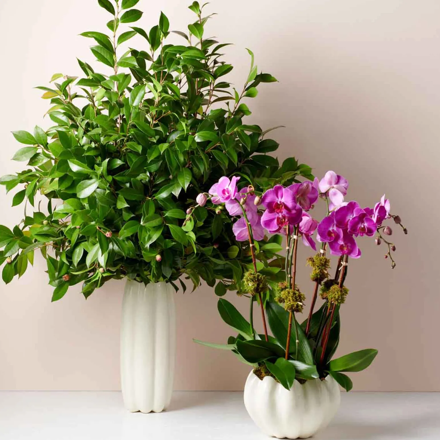 mirabelle_cachepot_white_2.webp Mirabelle Cachepot White